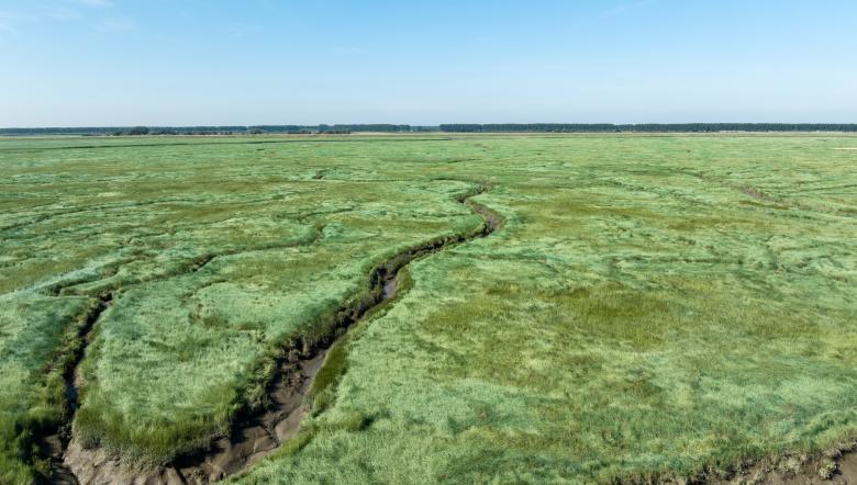 Luchtfoto Verdronken Land van Saeftinghe met geul in beeld